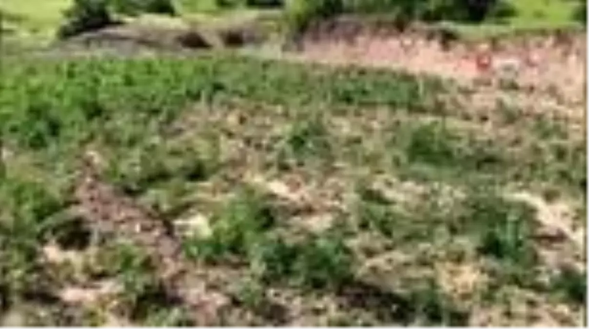 Diyarbakır\'da terörün finans kaynağına büyük darbe...710 bin kök kenevir ele geçirildi