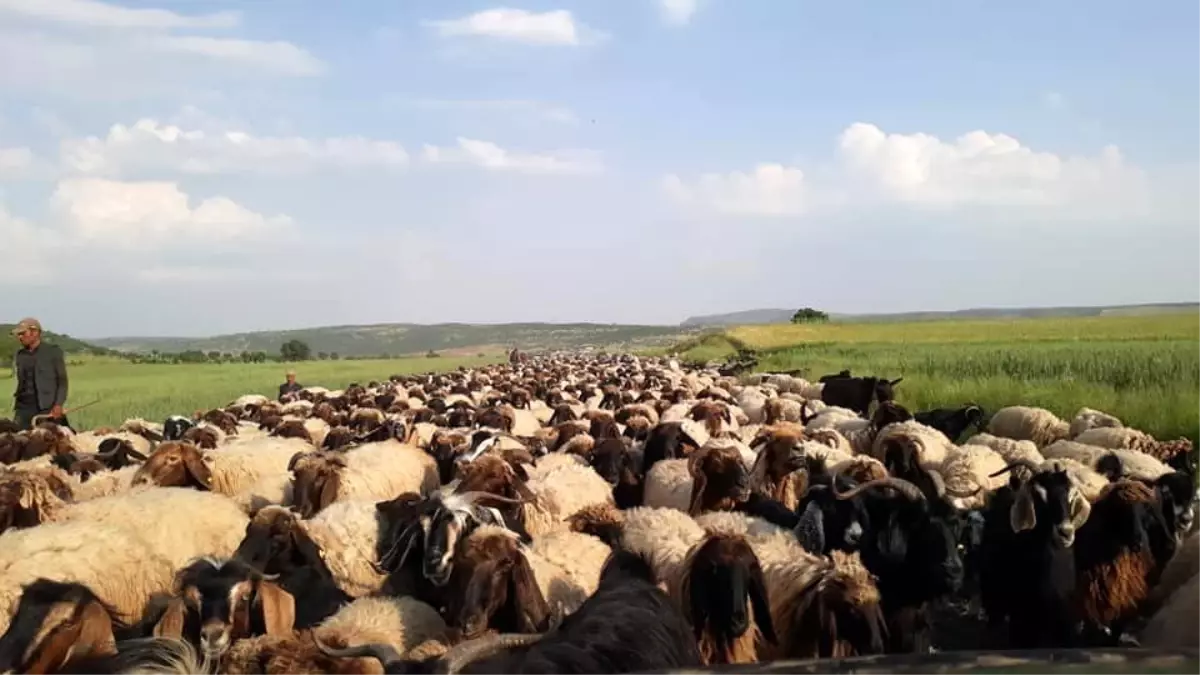 Göçerlerin zorlu yayla yolculuğu