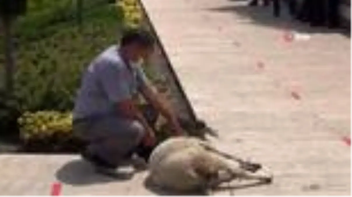 Manisa\'da cuma namazı öncesi şükür kurbanı kesildi