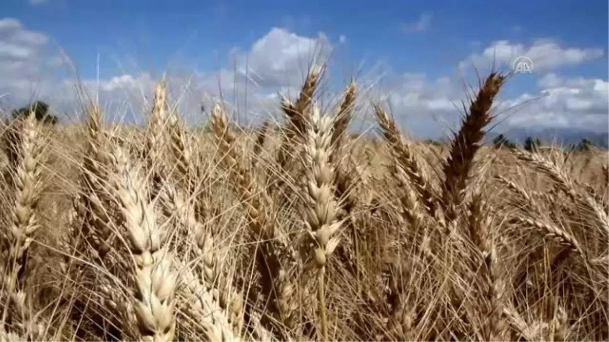 Sezonun ilk buğday hasadına başlandı