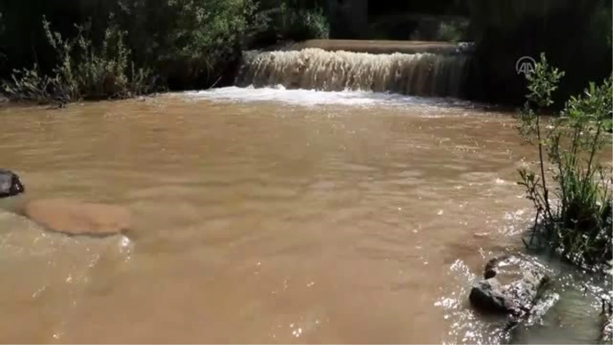 Siraz balığının zorlu yolculuğu hayranlık uyandırıyor