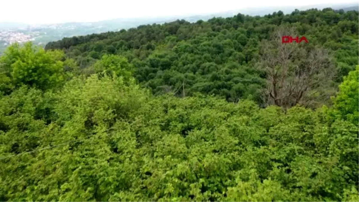 ZONGULDAK Alaplı Ziraat Odası Başkanı: Fındık rekoltesi düşük olacak, fiyata yansıyacak