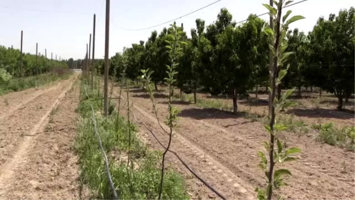 Amasya elmasının 48 farklı türü koruma altına alındı