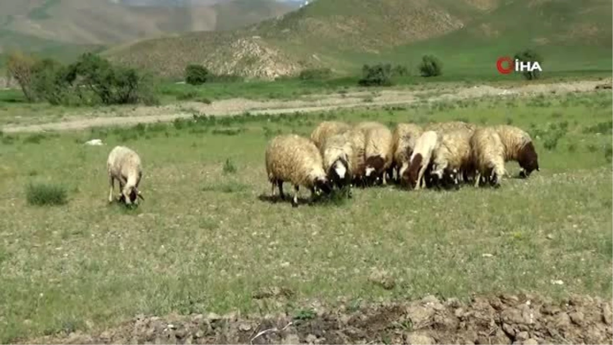Bakan Pakdemirli\'nin talimatlarıyla sarı kızın sahibi Mehmet amcaya 20 koyun verildi