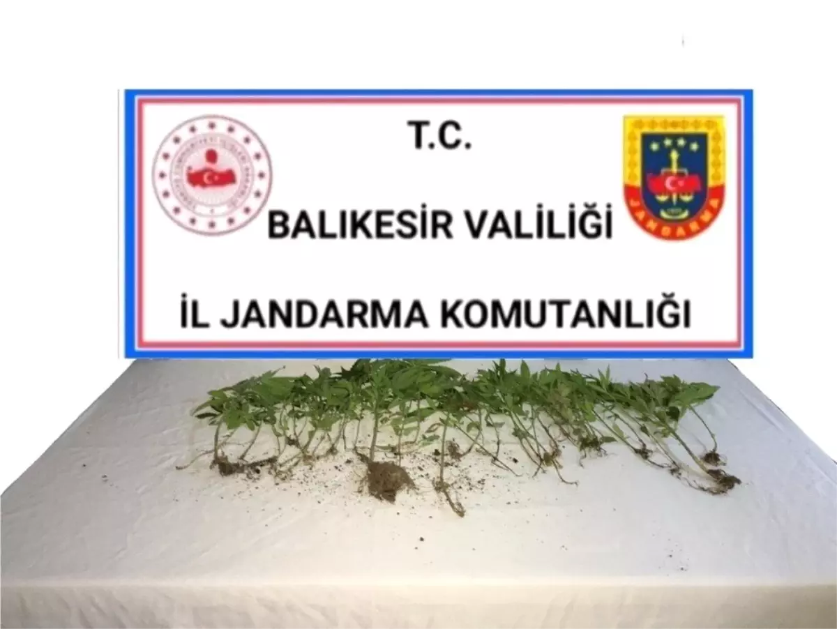 Balıkesir\'de jandarmadan kenevir operasyonu