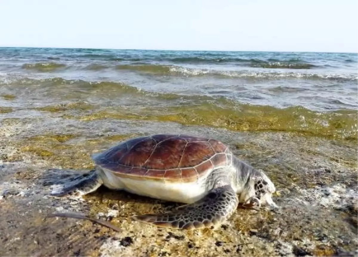 Belek\'te 11 deniz kaplumbağası ölü bulundu