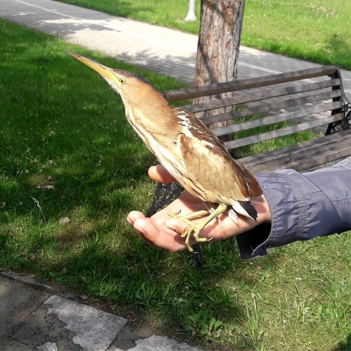 Bolu\'da nesli tükenmekte olan kuş yaralı kuş tedavi edildi