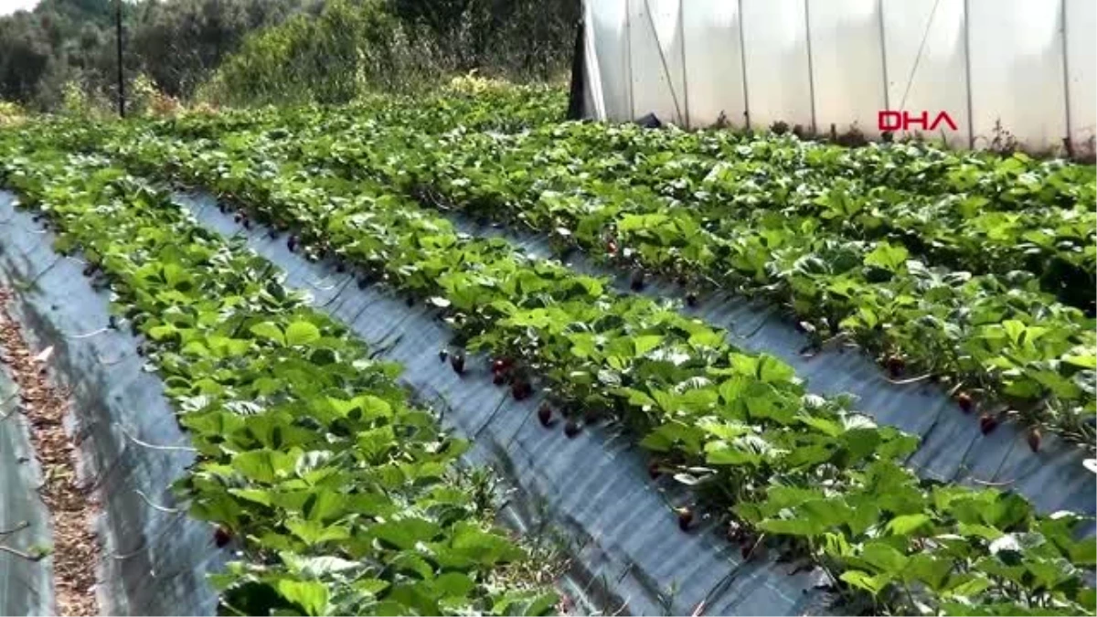 Son Dakika: BURSA Çilek üreticisi, sosyal medyadaki videolara tepkili