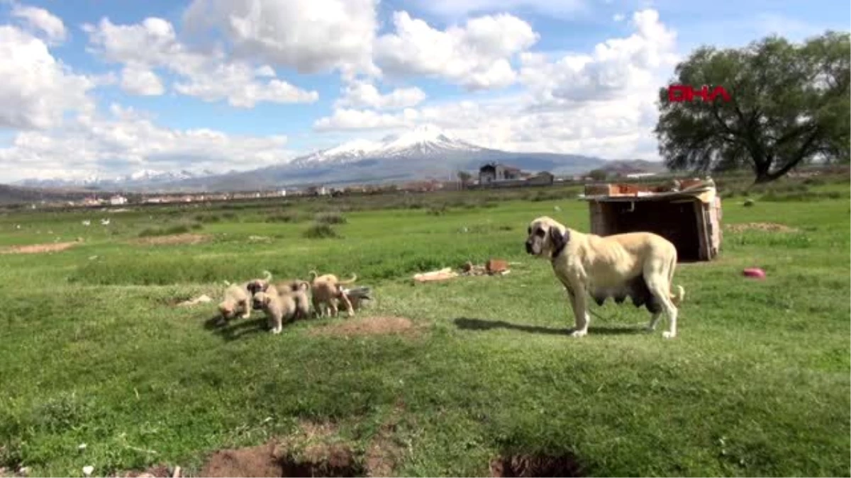 AKSARAY \'Aksaray Malaklısı\' köpeği, anne karnında dahi sipariş talebi alıyor