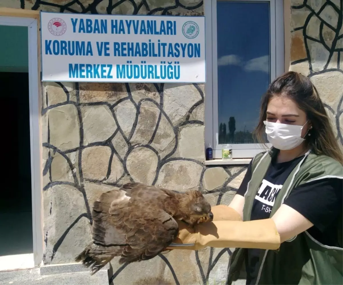 Arı şahini ve kaya güvercin tedavi altına alındı