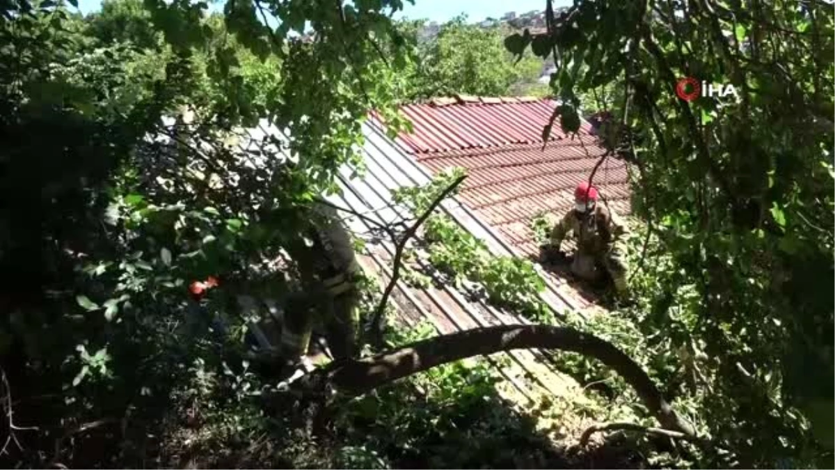 Son dakika haber! Beykoz\'da yarım asırlık dut ağacı binanın üzerine devrildi