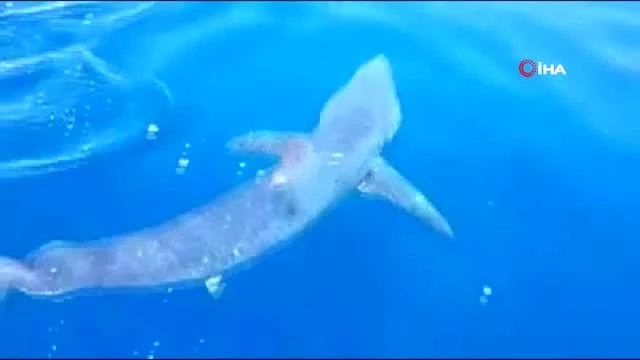 - GKRY’de tehlikeli köpek balığı kıyıda görüntülendi - Son Dakika