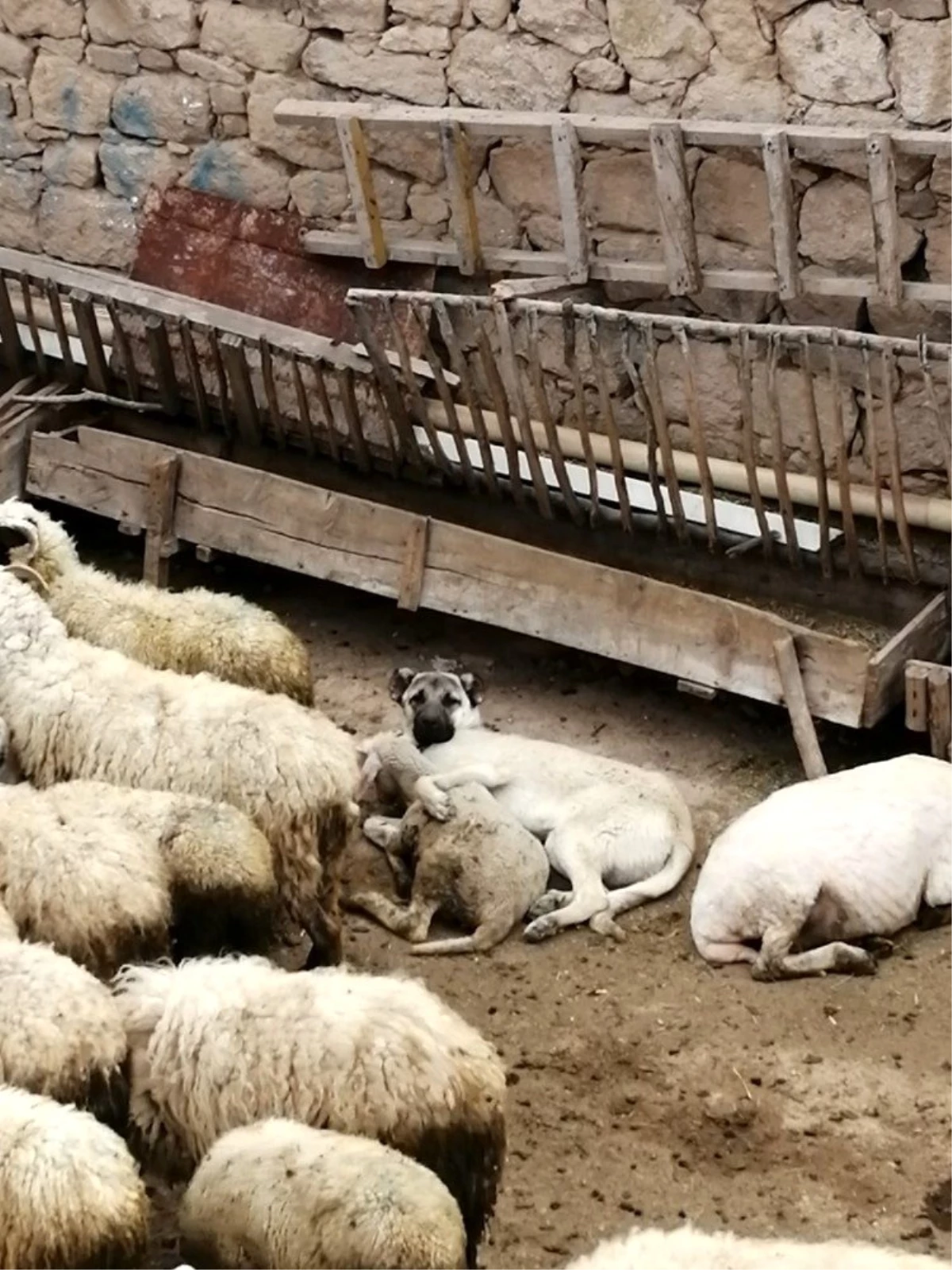 Koyunla köpeğin şaşırtan dostluğu