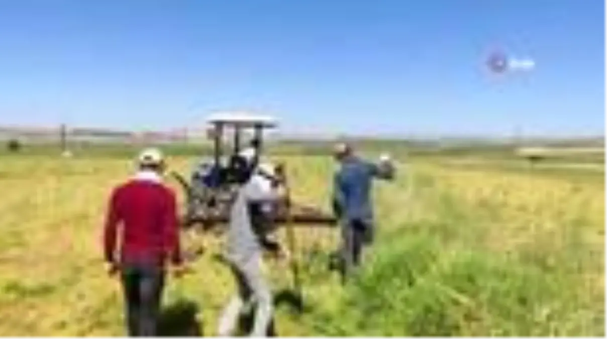 Son dakika haberi! Mazıdağı\'nda mercimek hasadı başladı