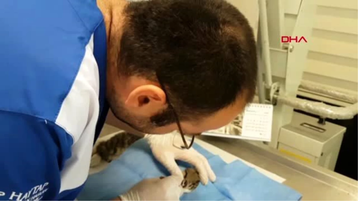 OSMANİYE Görme yetisini kaybeden kedi, kanamasız bir şekilde ameliyat edildi