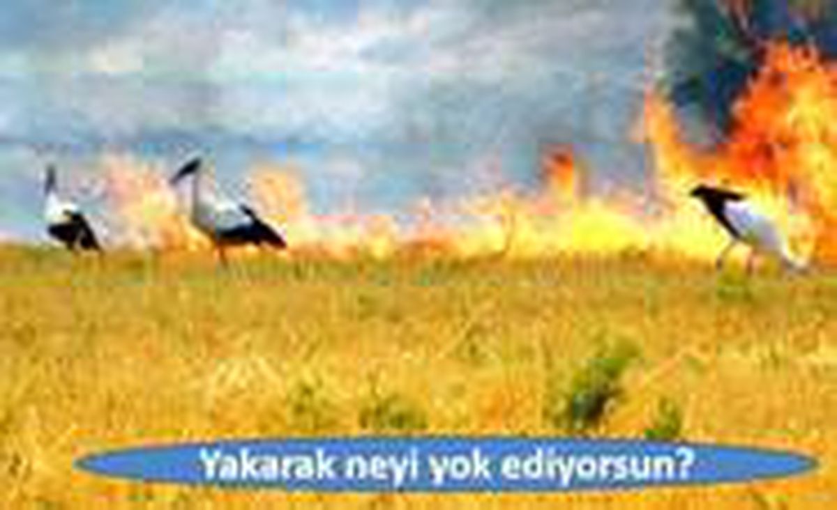 Son dakika haberleri: Anız yakanlara \'ceza\' uyarısı