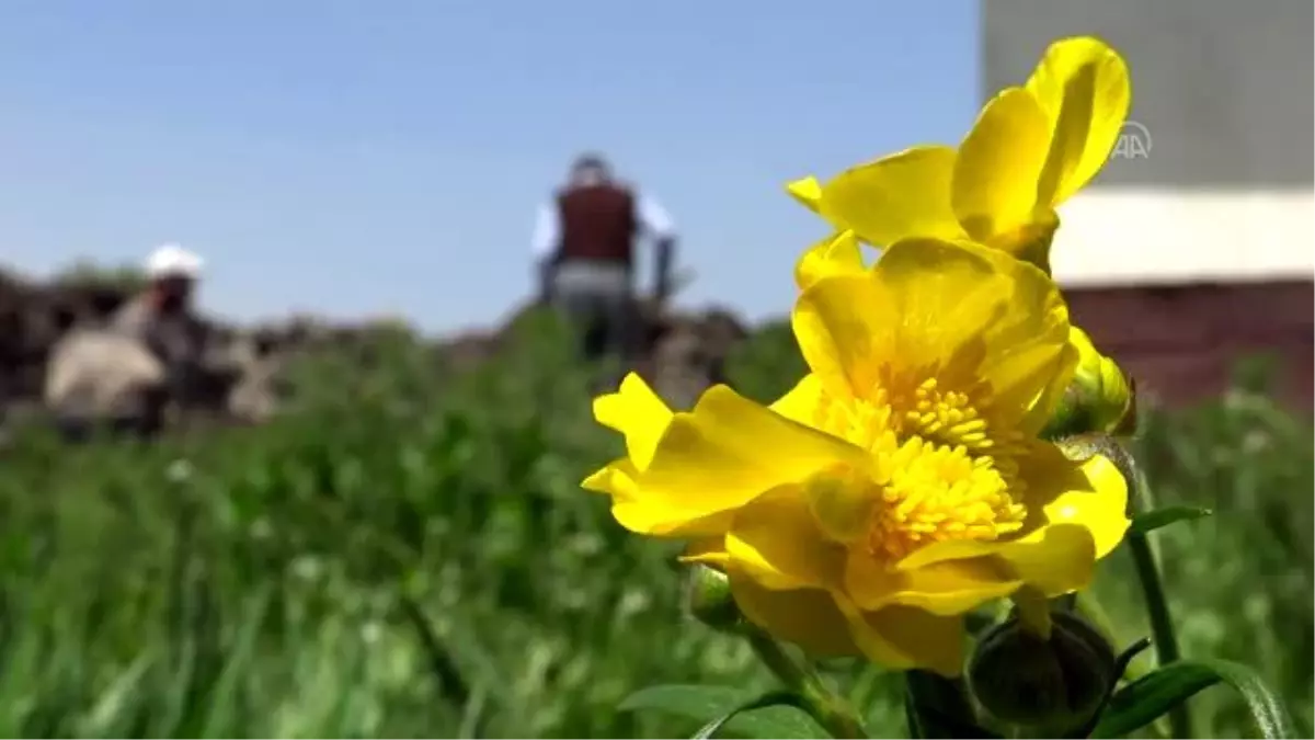 Besiciler çiçeklerle süslenen yaylalarına kavuşuyor