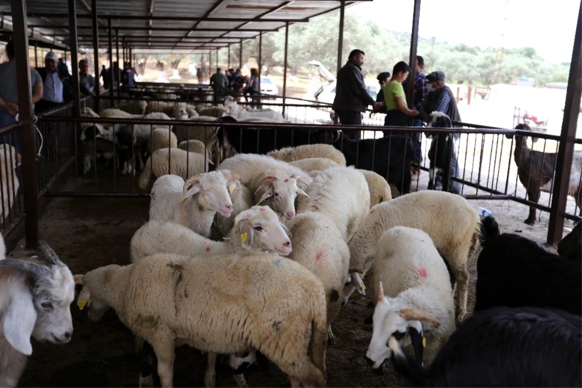 Bölgenin en eski hayvan pazarı hizmete açıldı