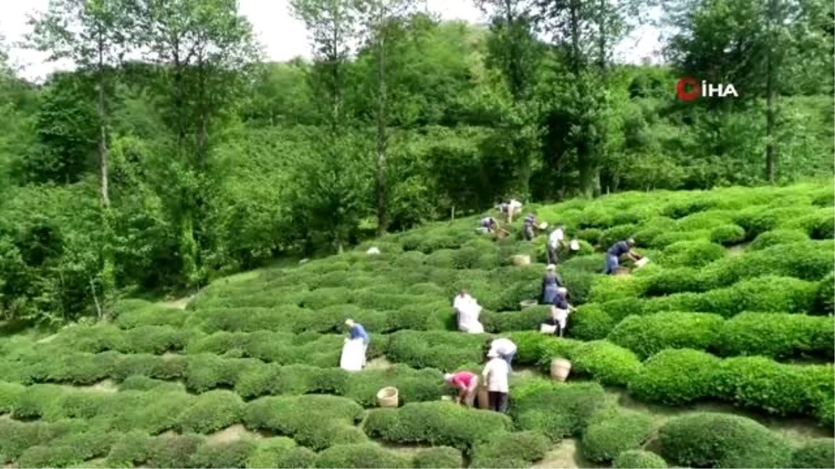 Fındığın başkenti Ordu\'da çay hasadı başladı