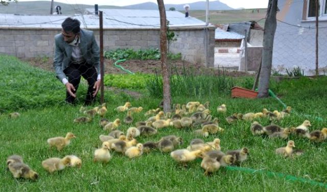 Fransız kazlarıyla çiftlik kuran memur, siparişlere yetişemiyor