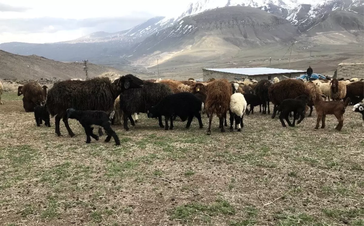 Iğdır Canlı Hayvan Borsası yeniden açıldı