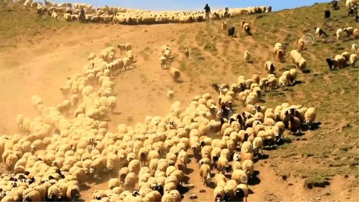 Koyun sürülerinin meralara "tozlu yolculuğu"