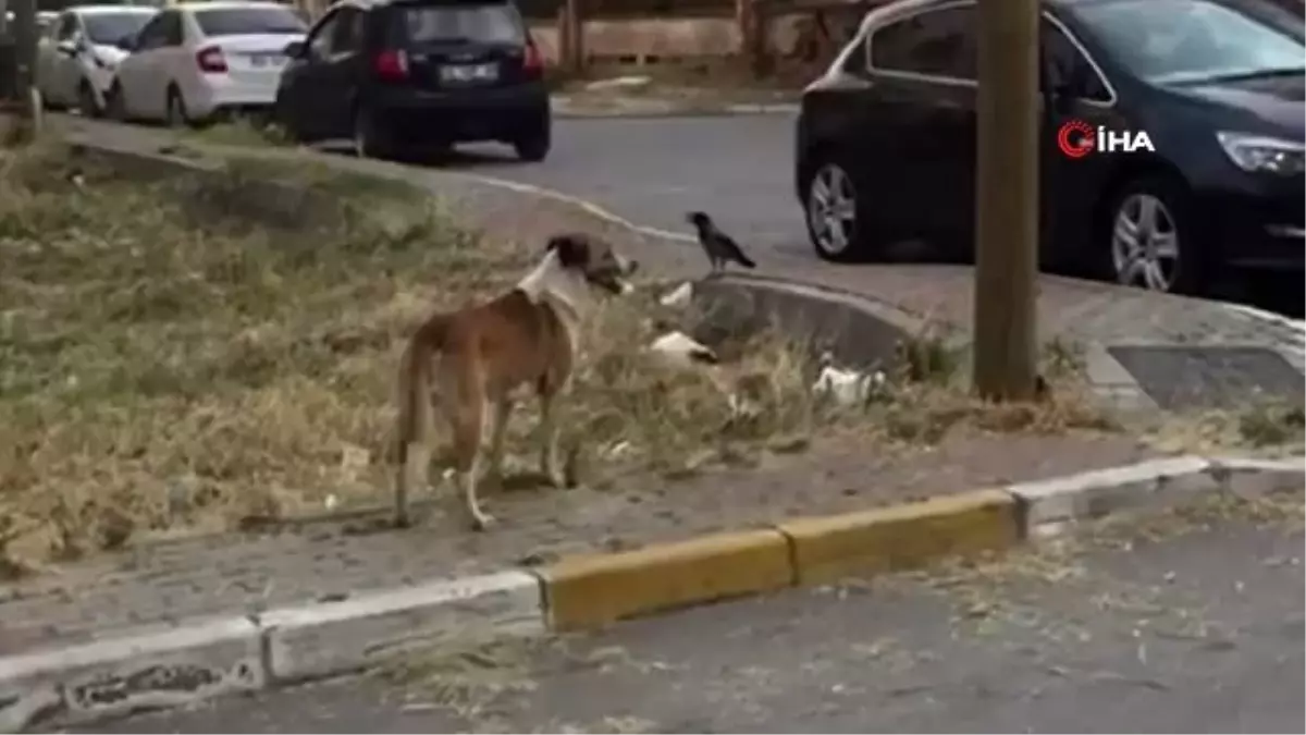 Pendik\'te karga ile köpeğin kavgası gülümsetti