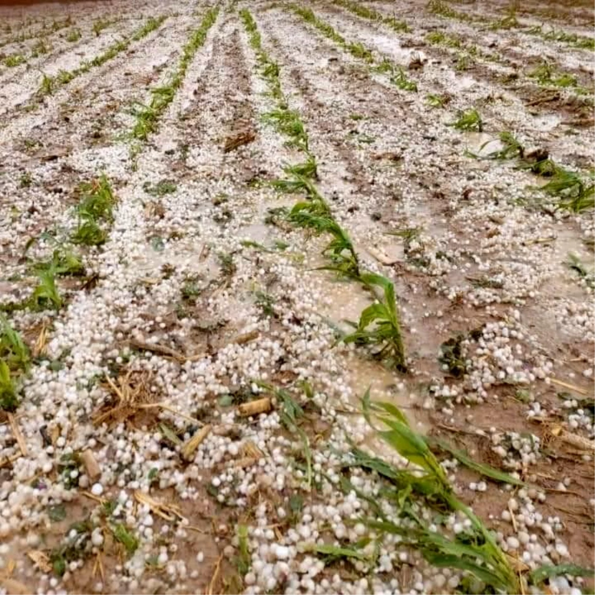 Aksaray\'da dolu yağışı tarım arazilerine zarar verdi