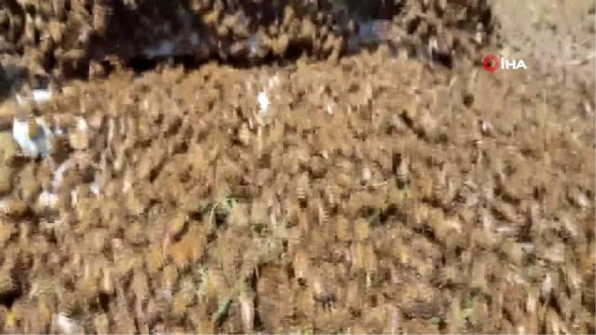 Arılarda, zahmetli oğul toplama dönemi