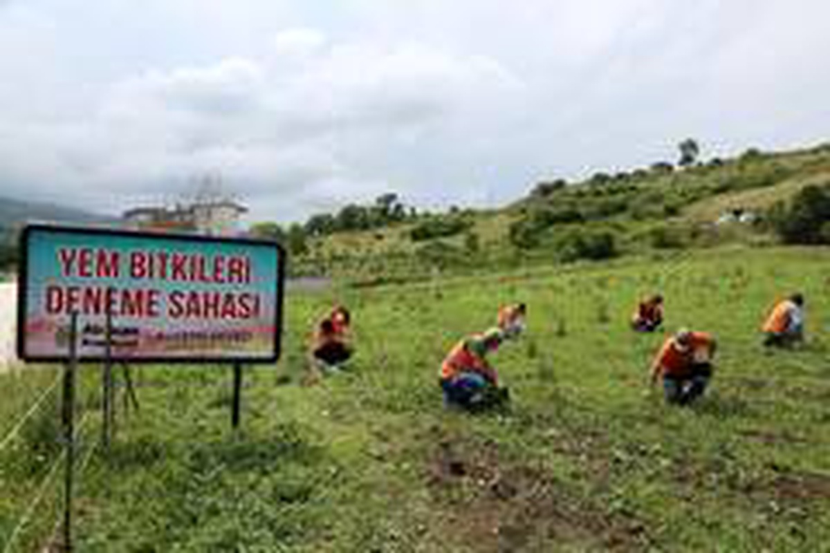 Atakum\'da belediyenin atıl arazisi \'tarım okulu\' oldu
