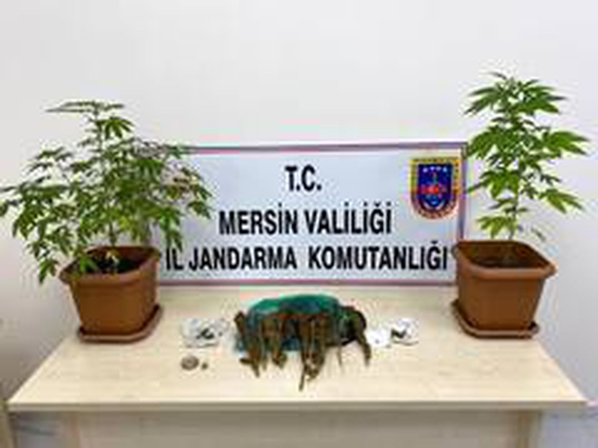 Evin banyosunda kenevir yetiştirmişler