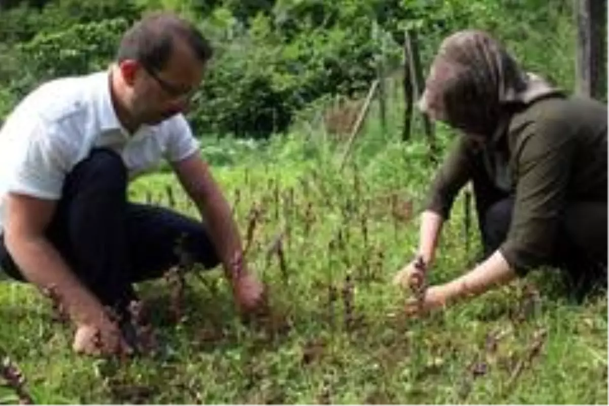 Giresun\'da ilk defa salep üretimi yapıldı, kilosu 1.400 TL\'den satılıyor