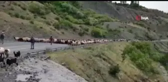 Göçerler Muş'un serin yaylalarında konaklamaya başladı