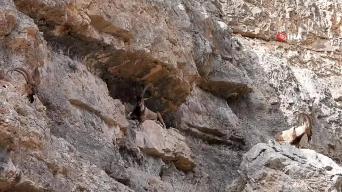 Kayaların usta tırmanıcısı yaban keçileri böyle görüntülendi