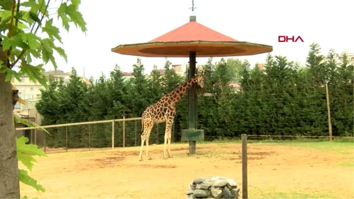 KOCAELİ Darıca\'da hayvanat bahçesine az ziyaretçi alınacak