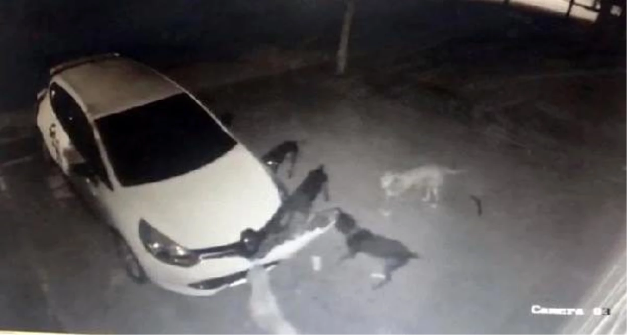 Köpekler, kedinin altına kaçtığı otomobilin tamponunu parçaladı