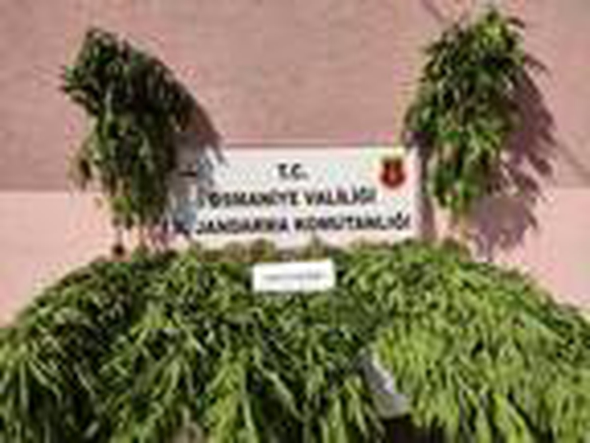 Ormanlık alanda kenevir yetiştiren 2 kişiye gözaltı