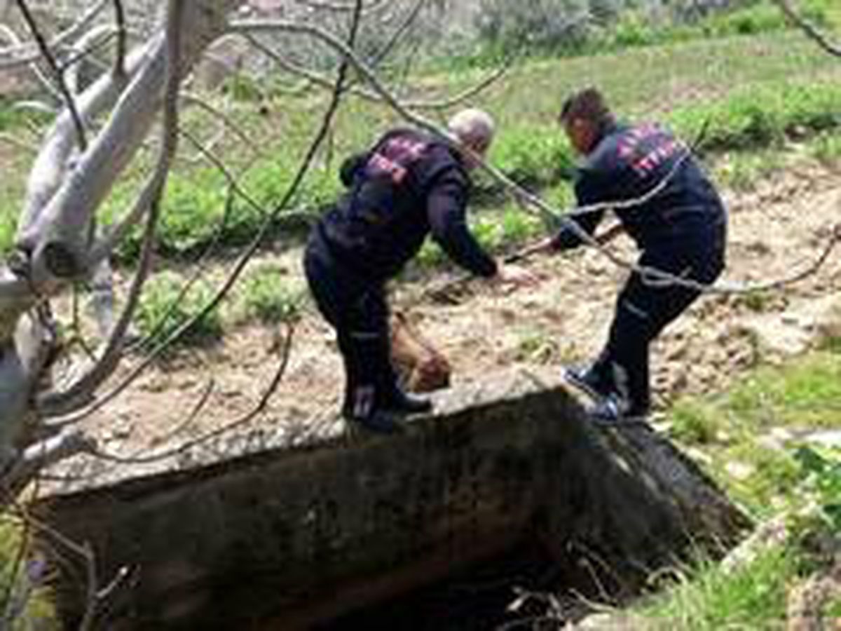 Sadece mayıs ayında 276 hayvanı kurtardılar
