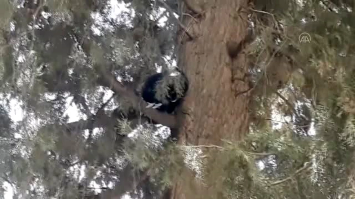 Ağaçta mahsur kalan kedi kurtarıldı - GAZİANTEP
