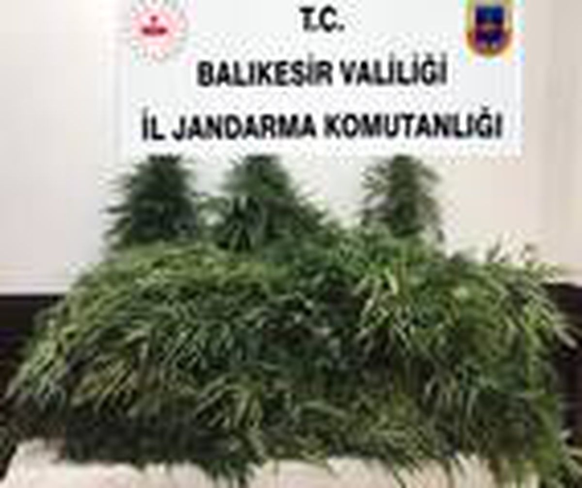 Edremit\'te jandarmadan kenevir operasyonu