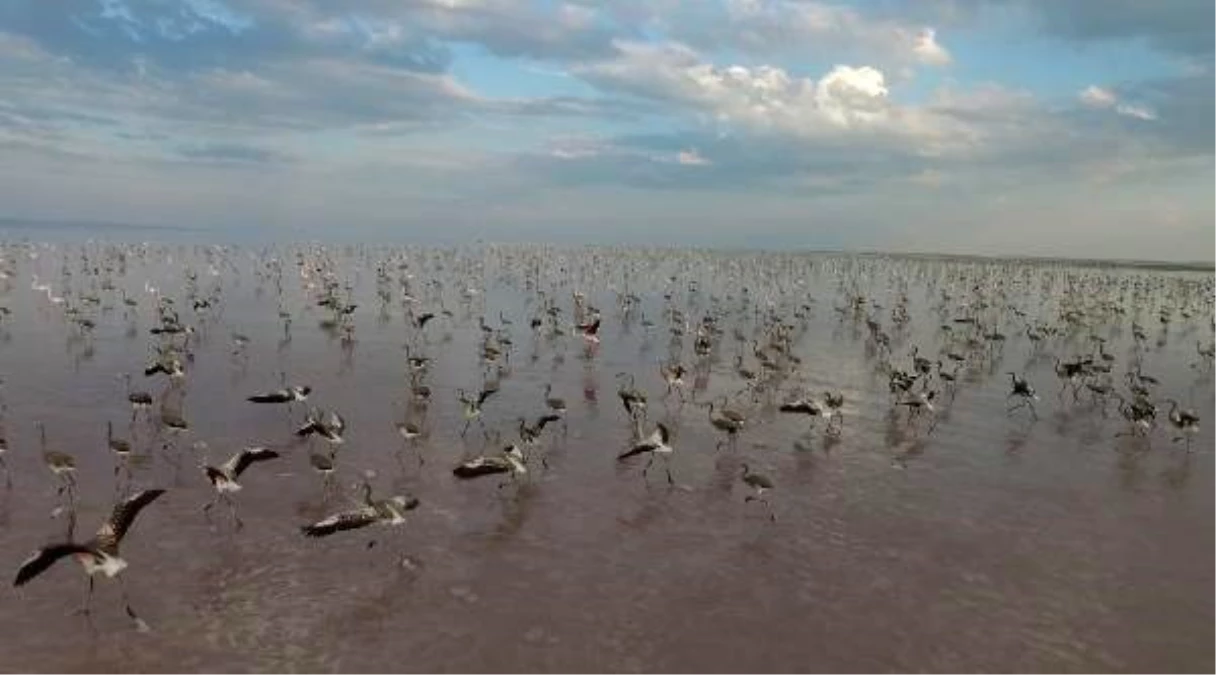 Flamingolar, Tuz Gölü\'ne renk kattı