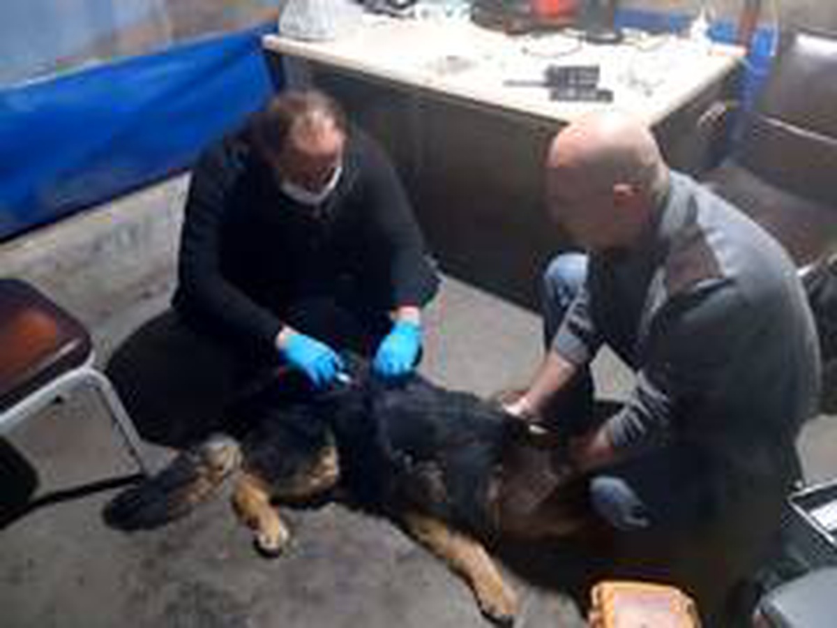 Hakkari\'de zehirlenen köpek tedavi altına alındı