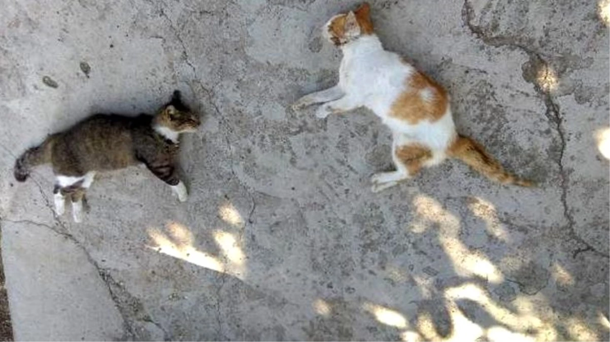Edirne\'de 12 kedi ve 3 köpek zehirli etle öldürüldü