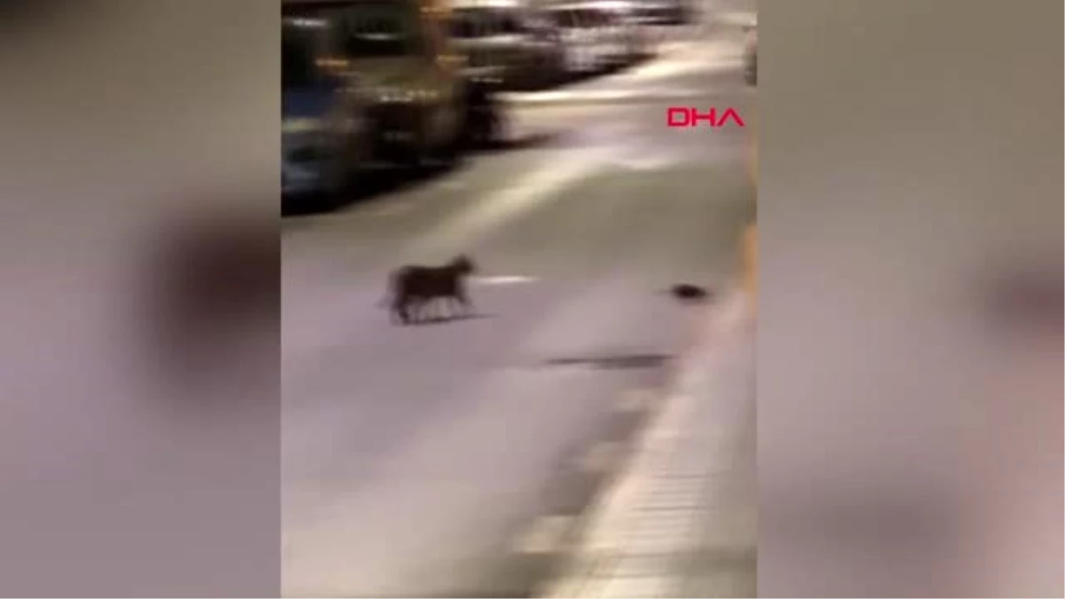 İspanya sokaklarında kedi ile farenin kavgası kamerada