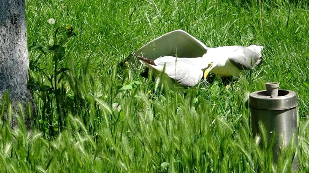 Kavgaya tutuşan martıları, karga ayırdı