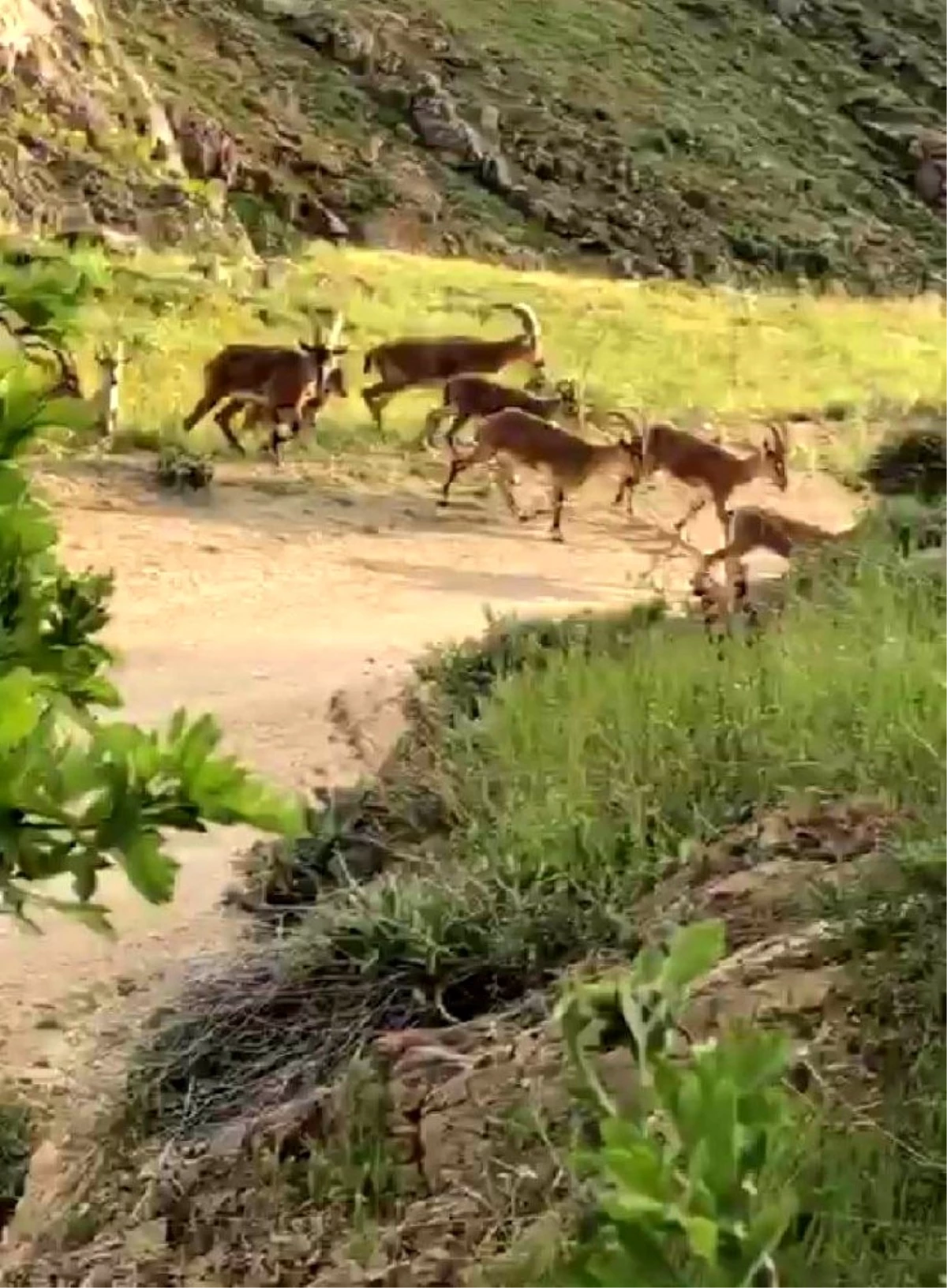 Son dakika haberi | Malatya\'da yaban keçileri sürü halinde görüntülendi