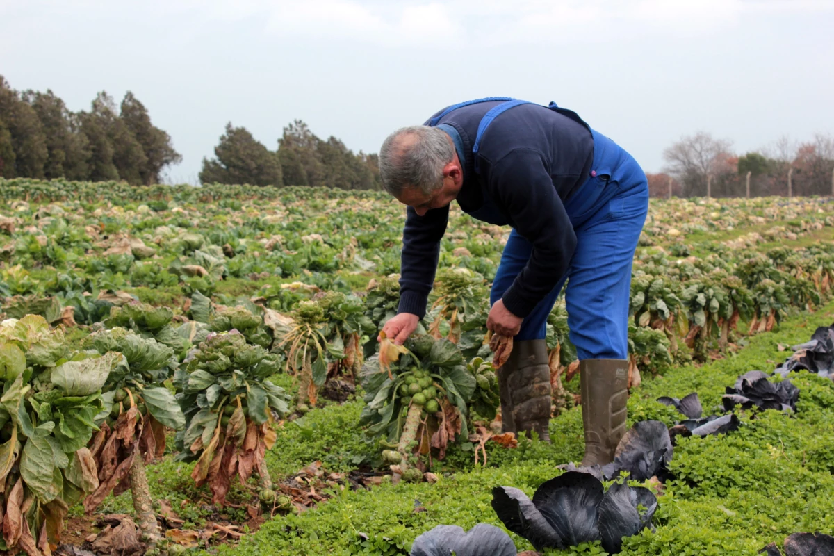 Pestisitlere dayalı tarım sistemi değişecek