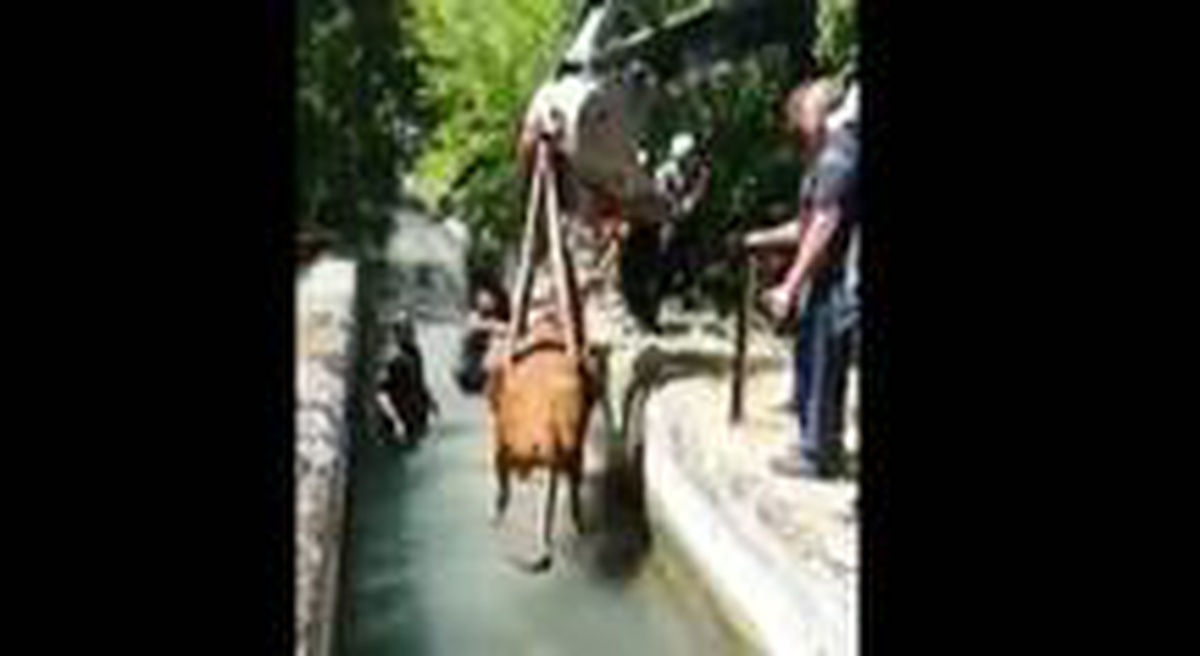 Sulama kanalına düşen ineği itfaiye kurtardı