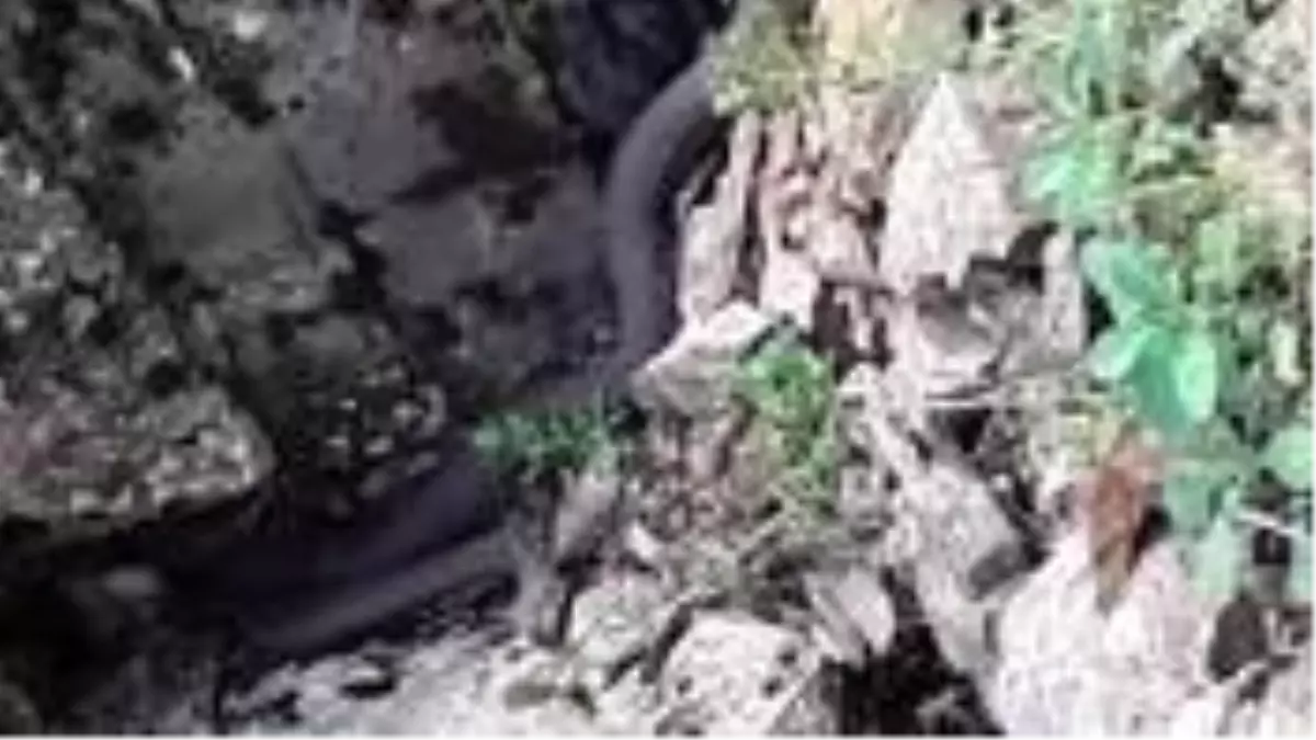 Türkiye\'nin zehri en ölümcül ve en büyük yılanı görüntülendi