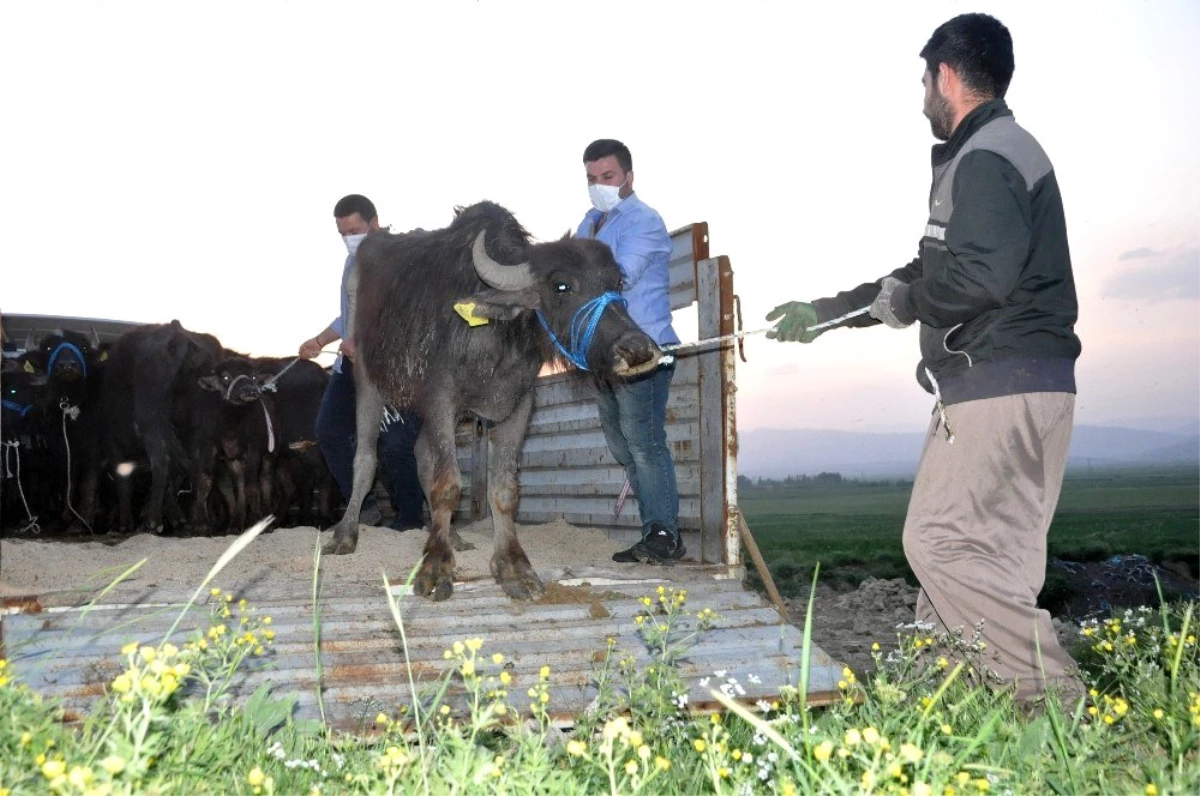 Son dakika haberleri! Yüksekova\'da 20 manda ve 12 malak dağıtıldı